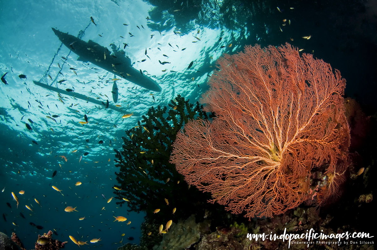 Underwater Photography in Papua New Guinea