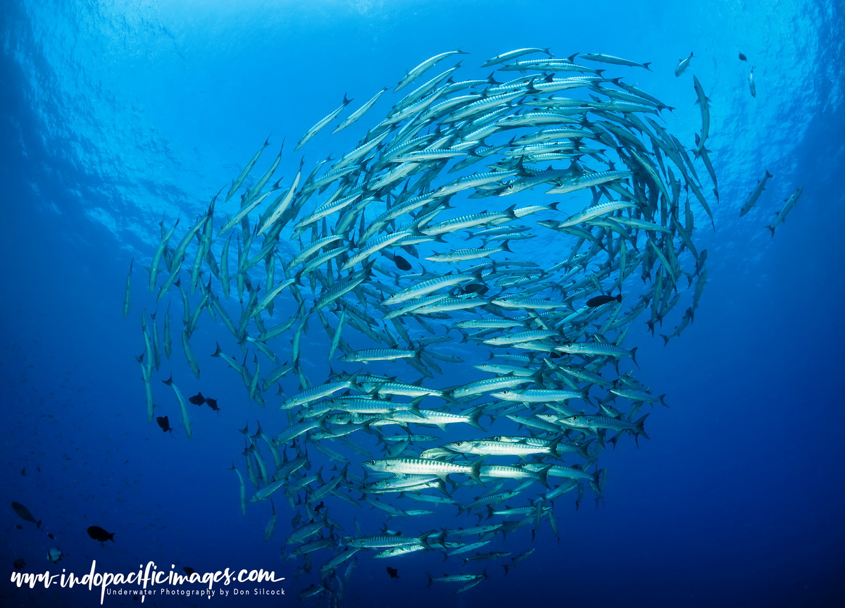 Underwater Photography in Papua New Guinea