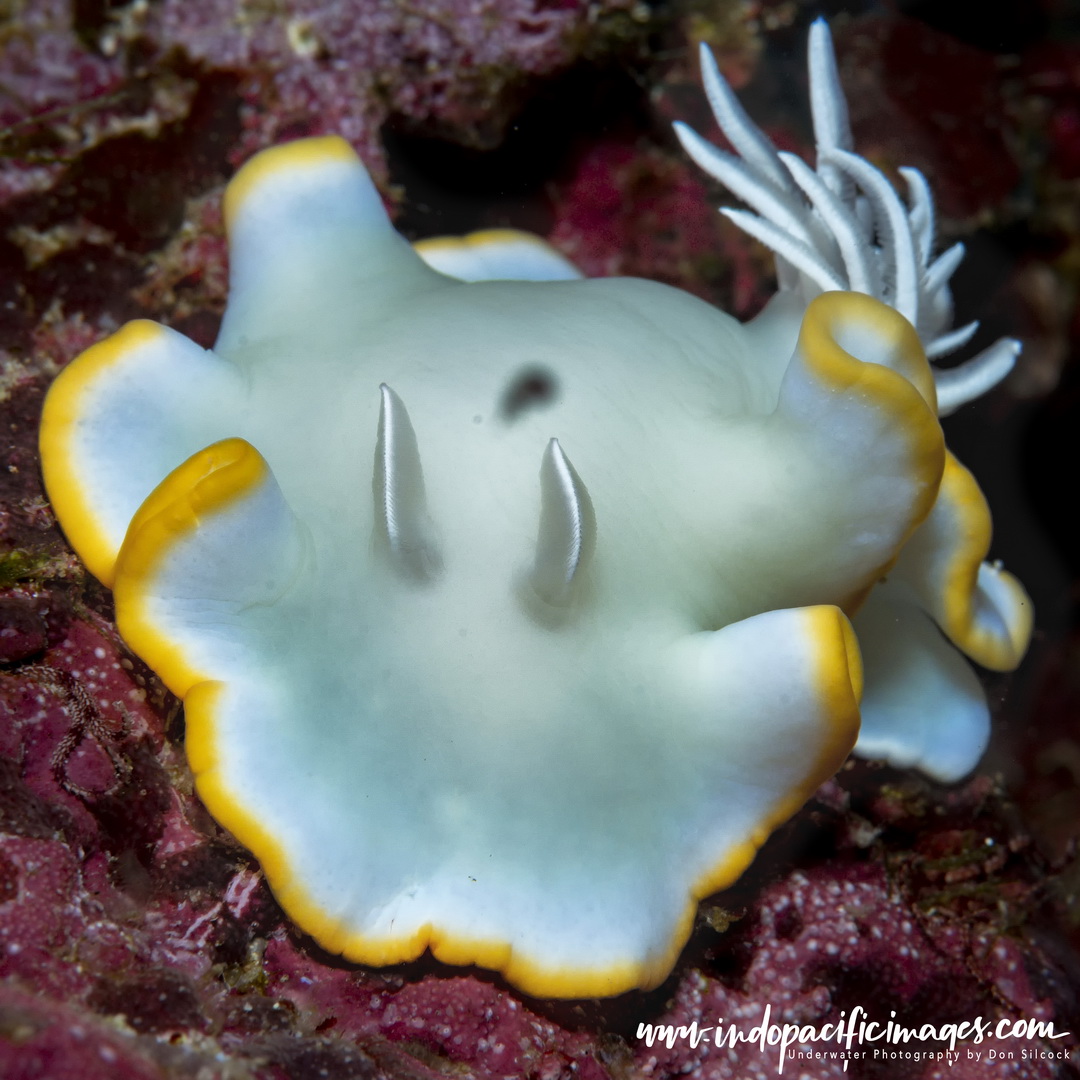 Underwater Photography in Papua New Guinea