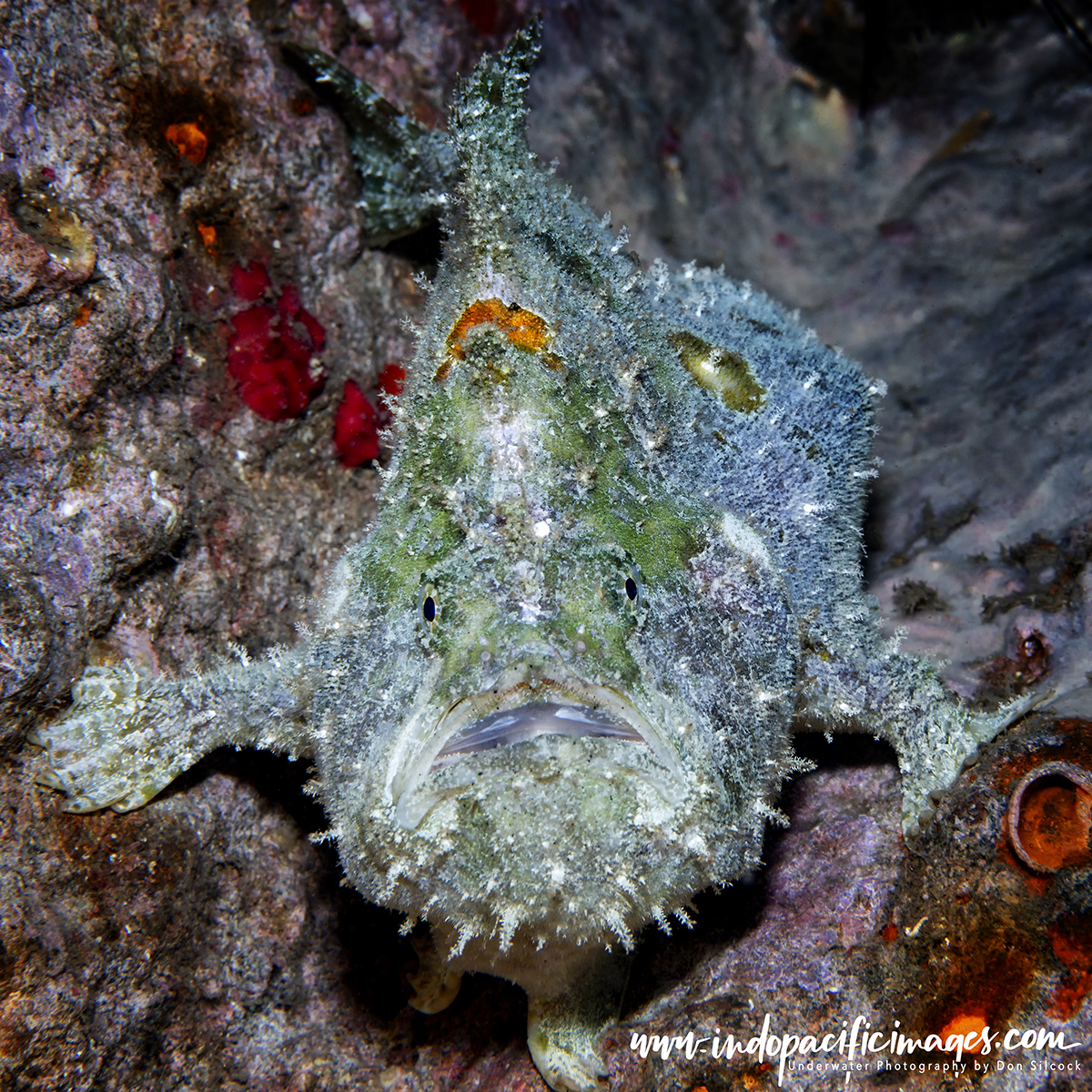 Underwater Photography in Papua New Guinea