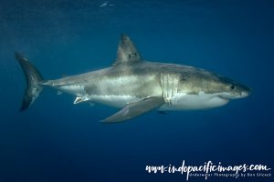 Australian Great White Shark Diving