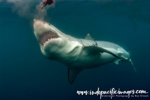 Australian Great White Shark Diving
