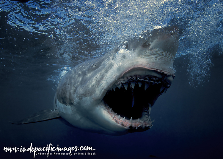 Australian Great White Shark Diving