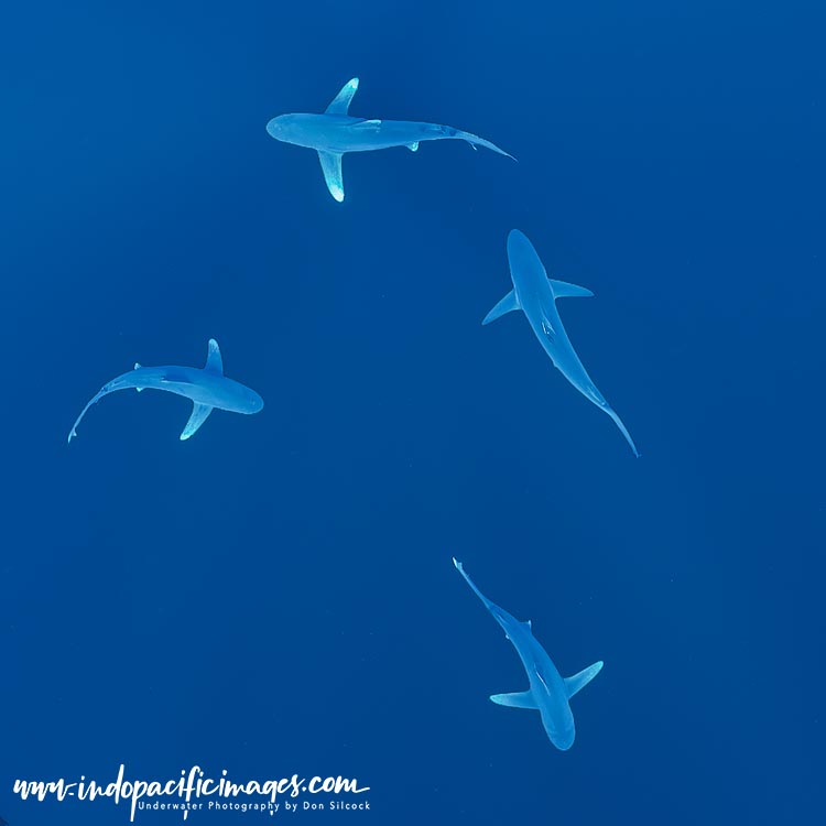 Oceanic Whitetip Sharks