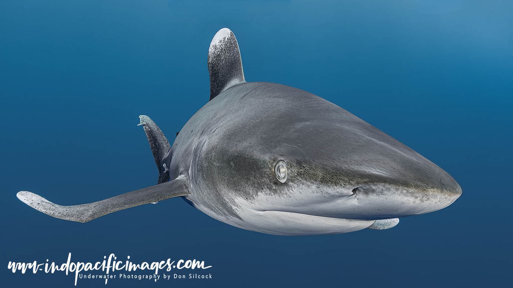Oceanic Whitetip Sharks