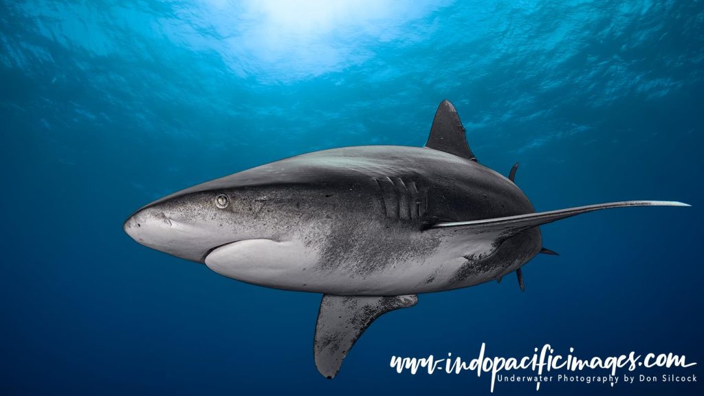Oceanic Whitetip Sharks