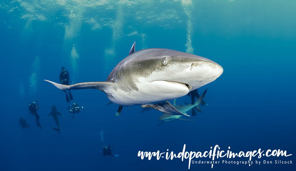 Oceanic Whitetip Sharks