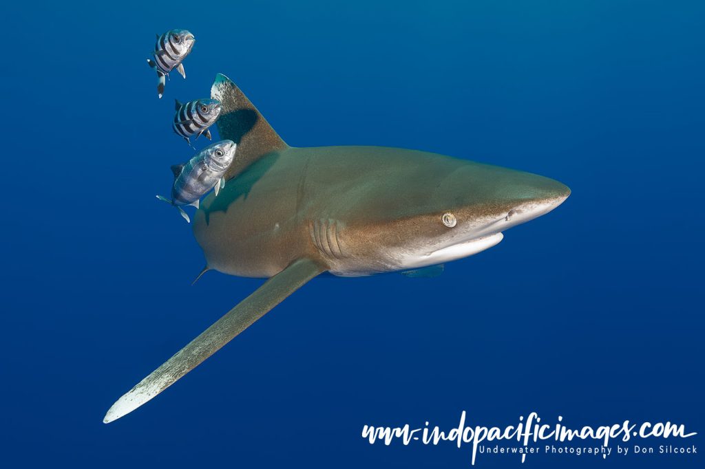 Oceanic Whitetip Sharks