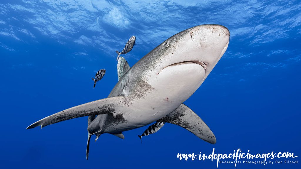 Oceanic Whitetip Sharks