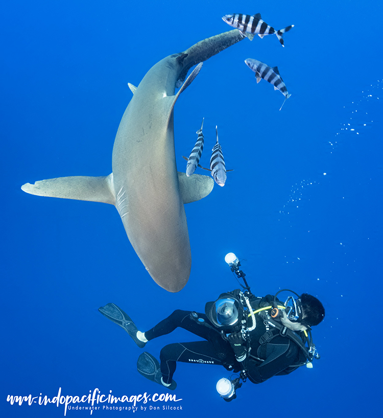 Oceanic Whitetip Sharks