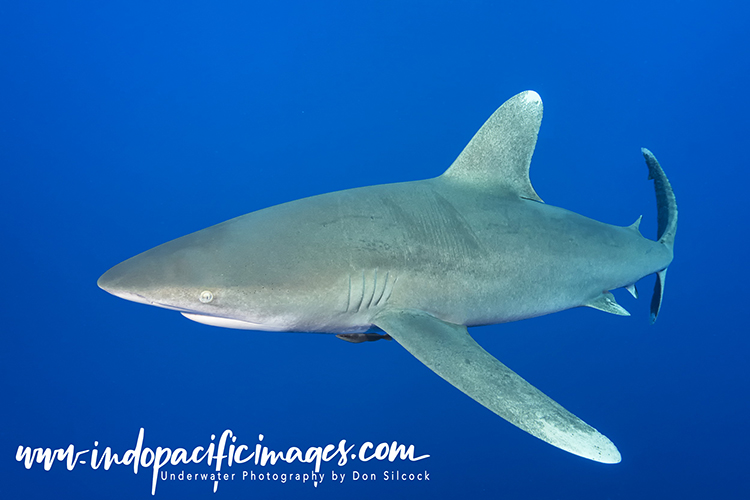 Oceanic Whitetip Sharks