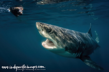 Australian Great White Shark