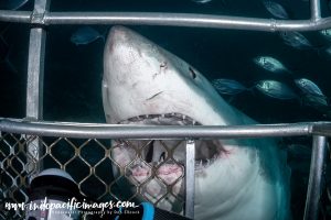 Great White Cage Diving Technique