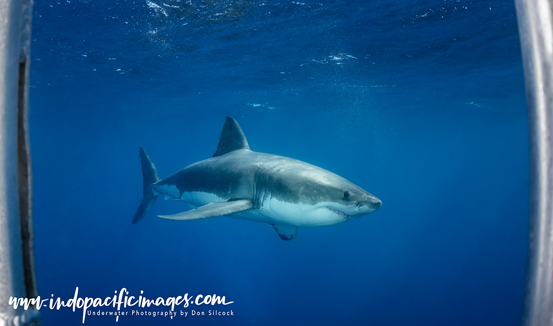 Great White Shark