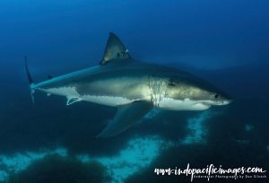 Ocean Floor Shark Cage Diving