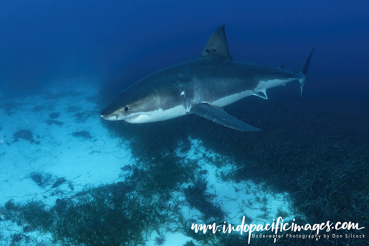 Ocean Floor Shark Cage Diving