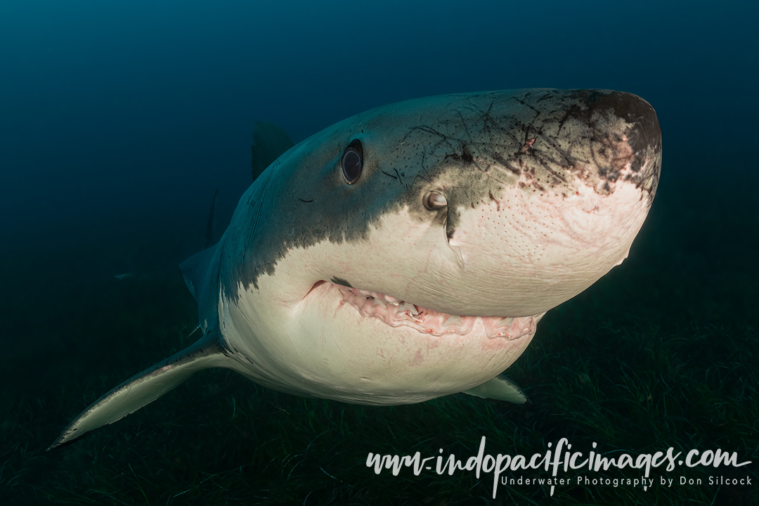 Australian Great White Sharks