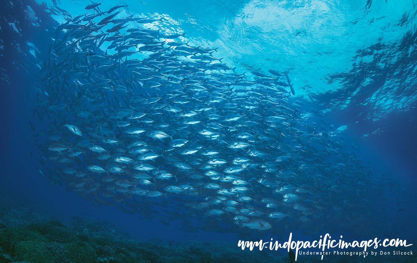 Tubbataha Reefs Natural Park