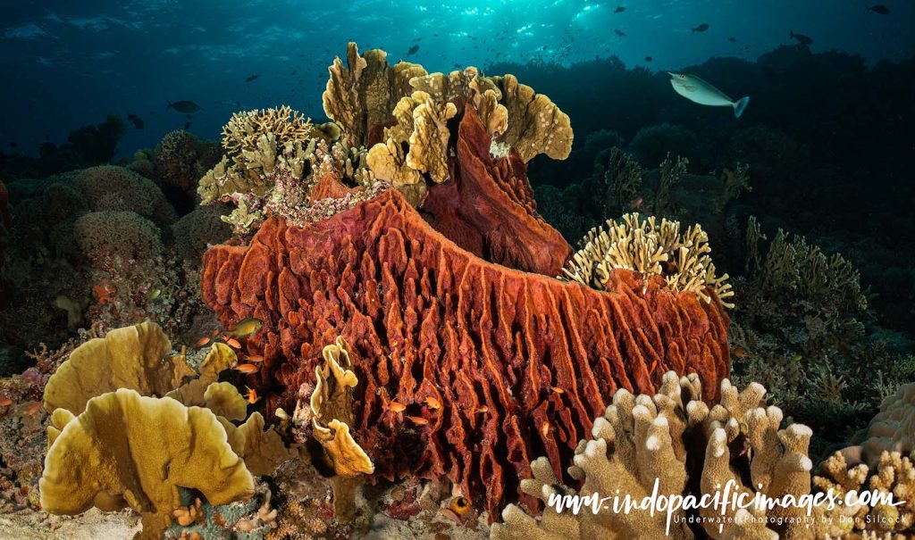 Tubbataha Reefs Natural Park