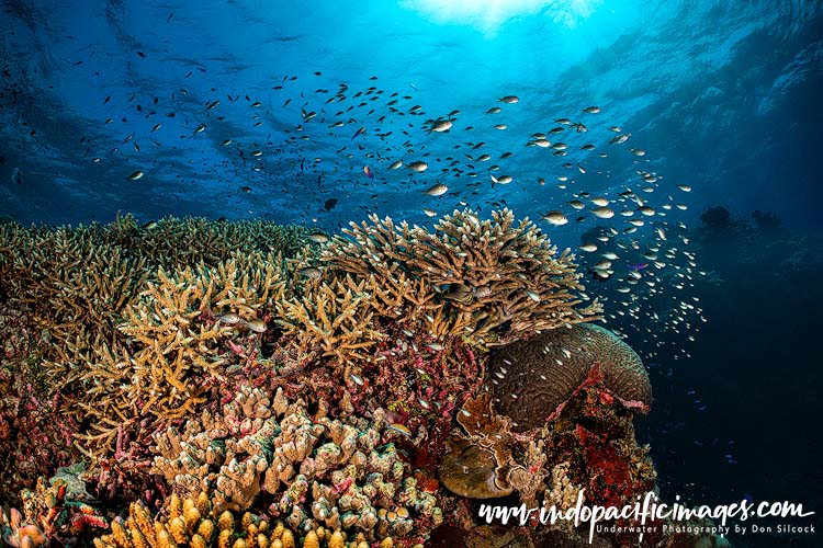 Tubbataha Reefs Natural Park