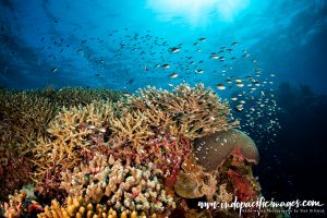 Diving Tubbataha