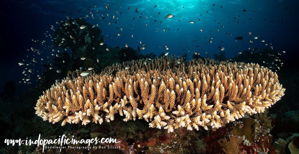 Tubbataha Reefs Natural Park