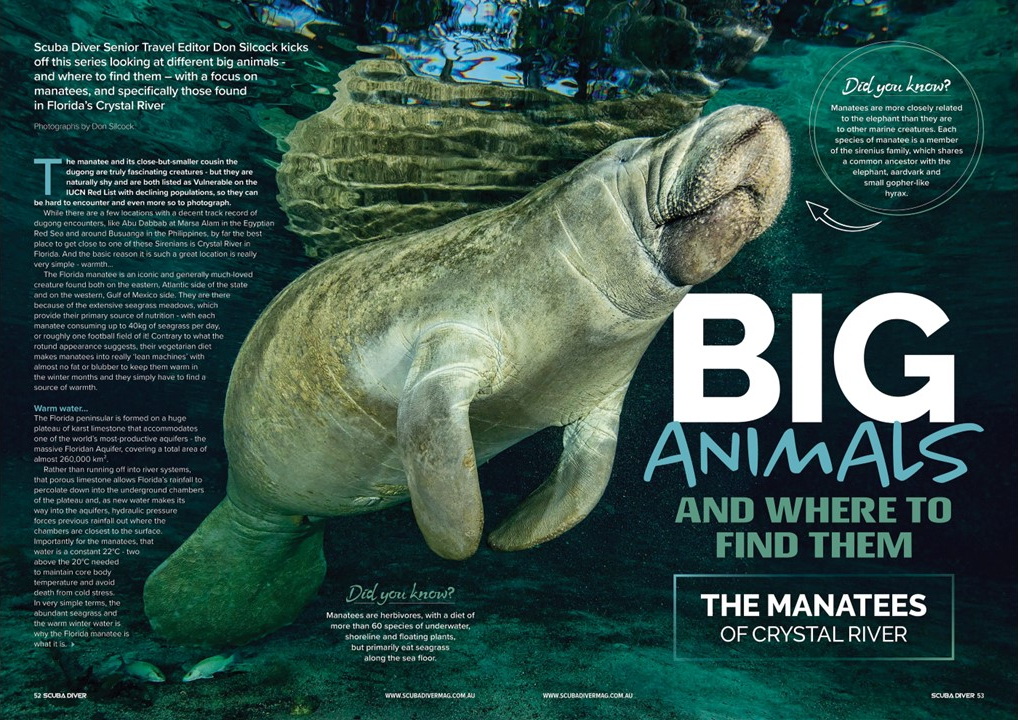 Florida Manatees of Crystal River