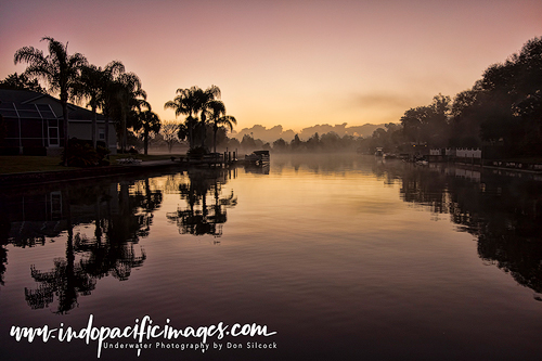 Florida Manatees of Crystal River