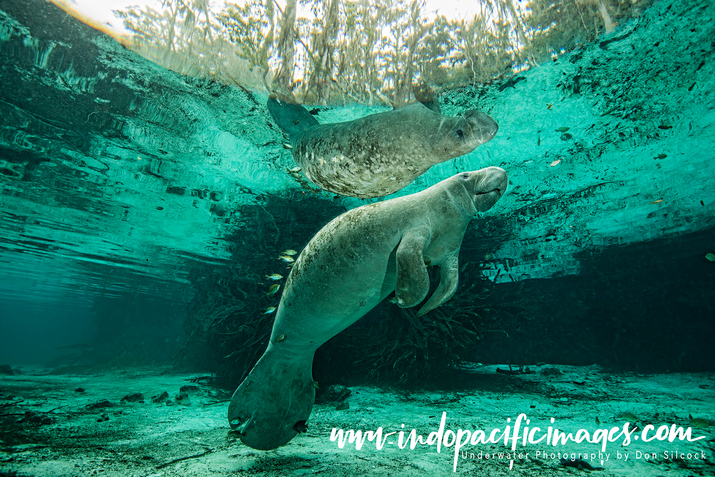 Florida Manatees of Crystal River