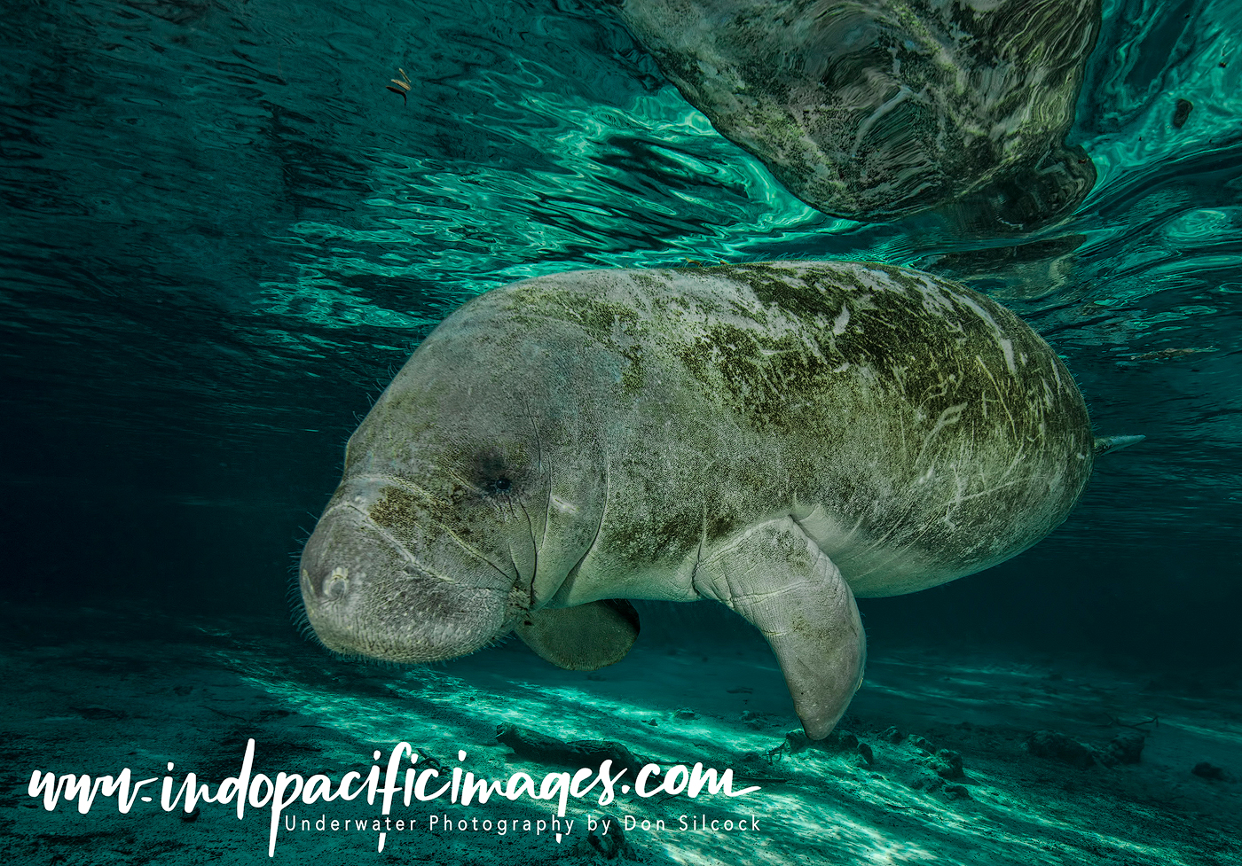 Florida Manatees of Crystal River