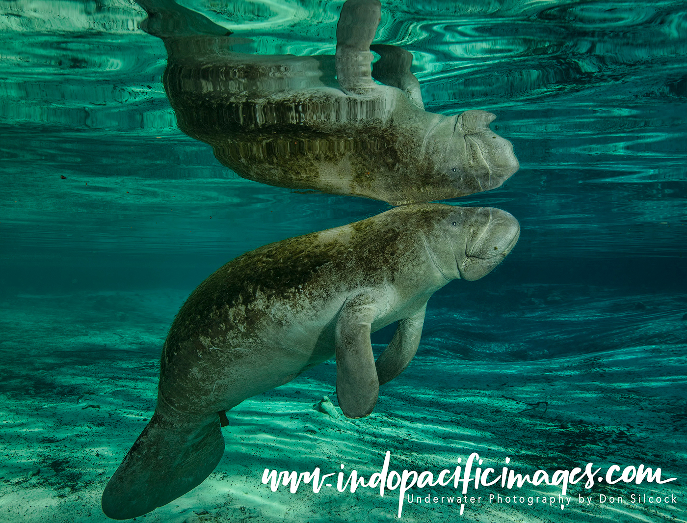 Florida Manatees of Crystal River