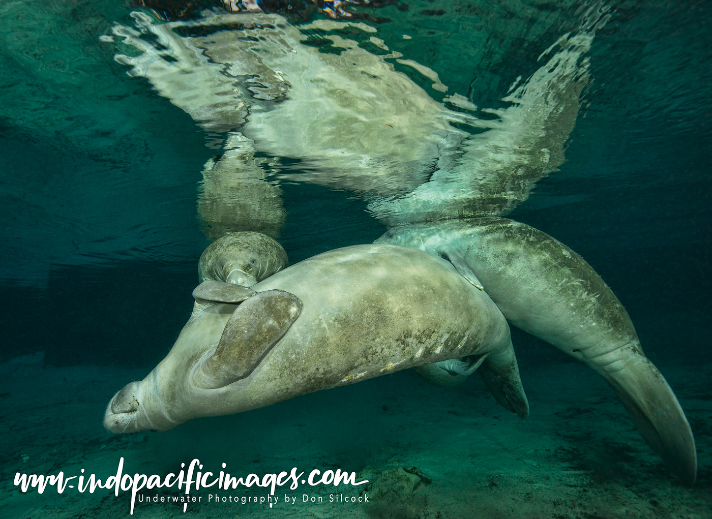 Florida Manatees of Crystal River