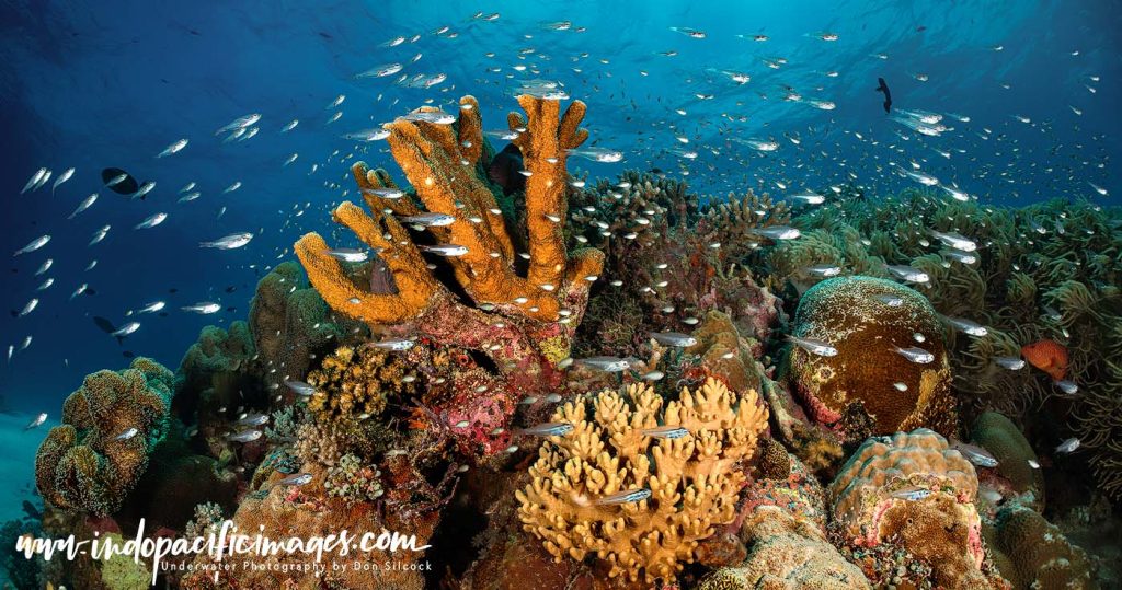 Conserving Tubbataha