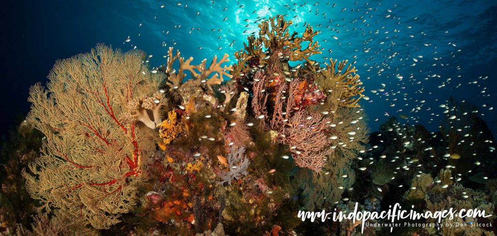 Conserving Tubbataha