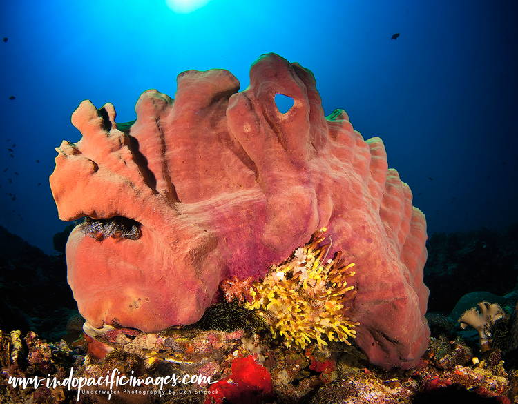 Diving Kimbe Bay in PNG