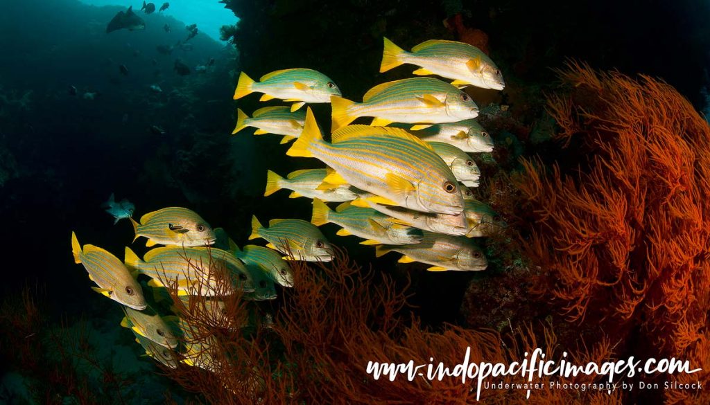 Diving Kavieng in PNG