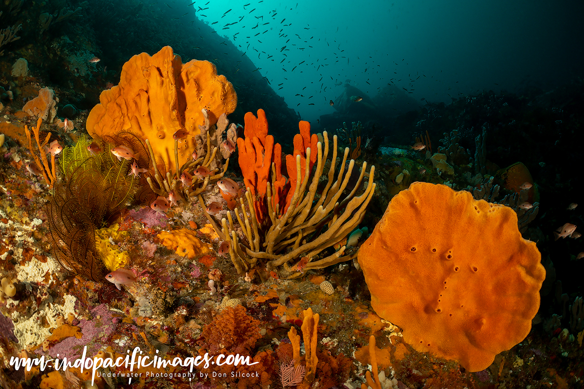 Diving Tasmania