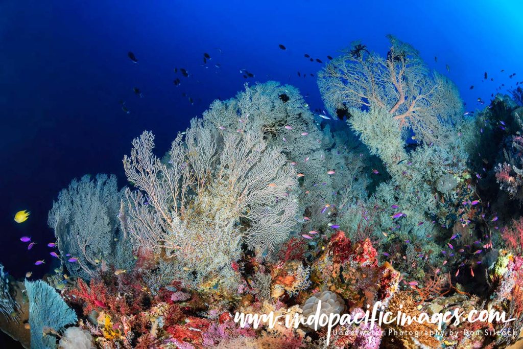 The Witu Islands
