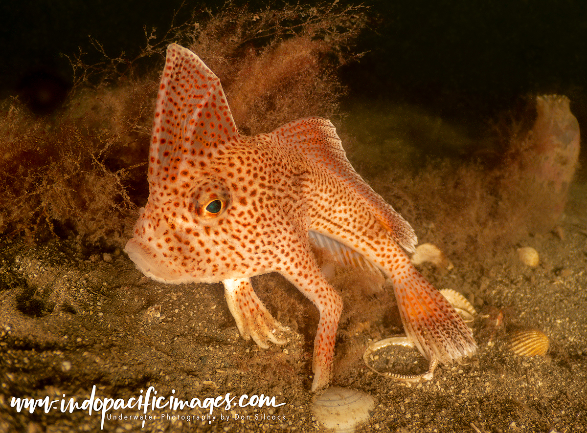 Diving Tasmania