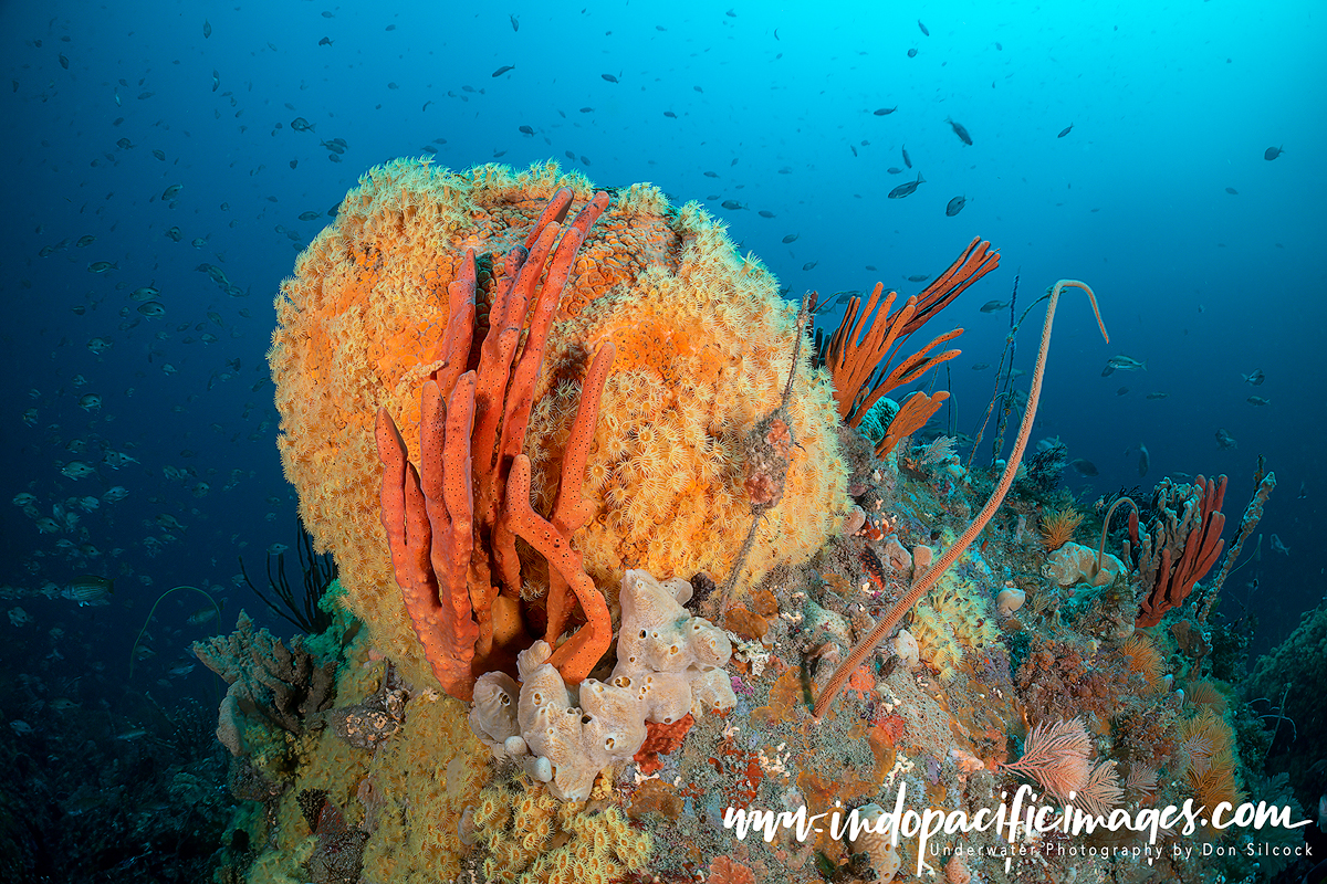 Diving Tasmania