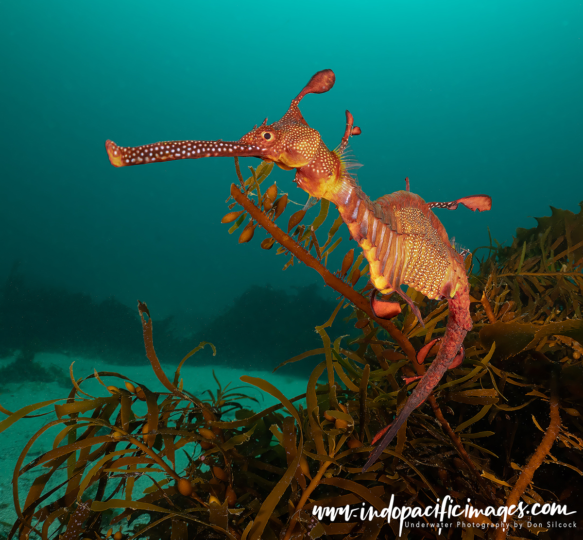 Diving Tasmania