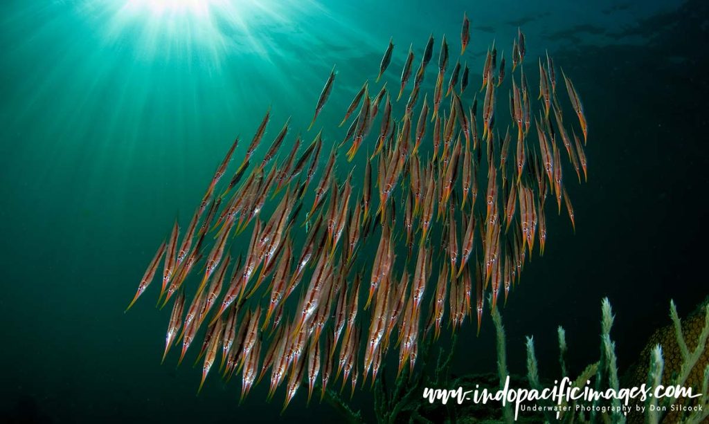 Diving Beautiful Tufi