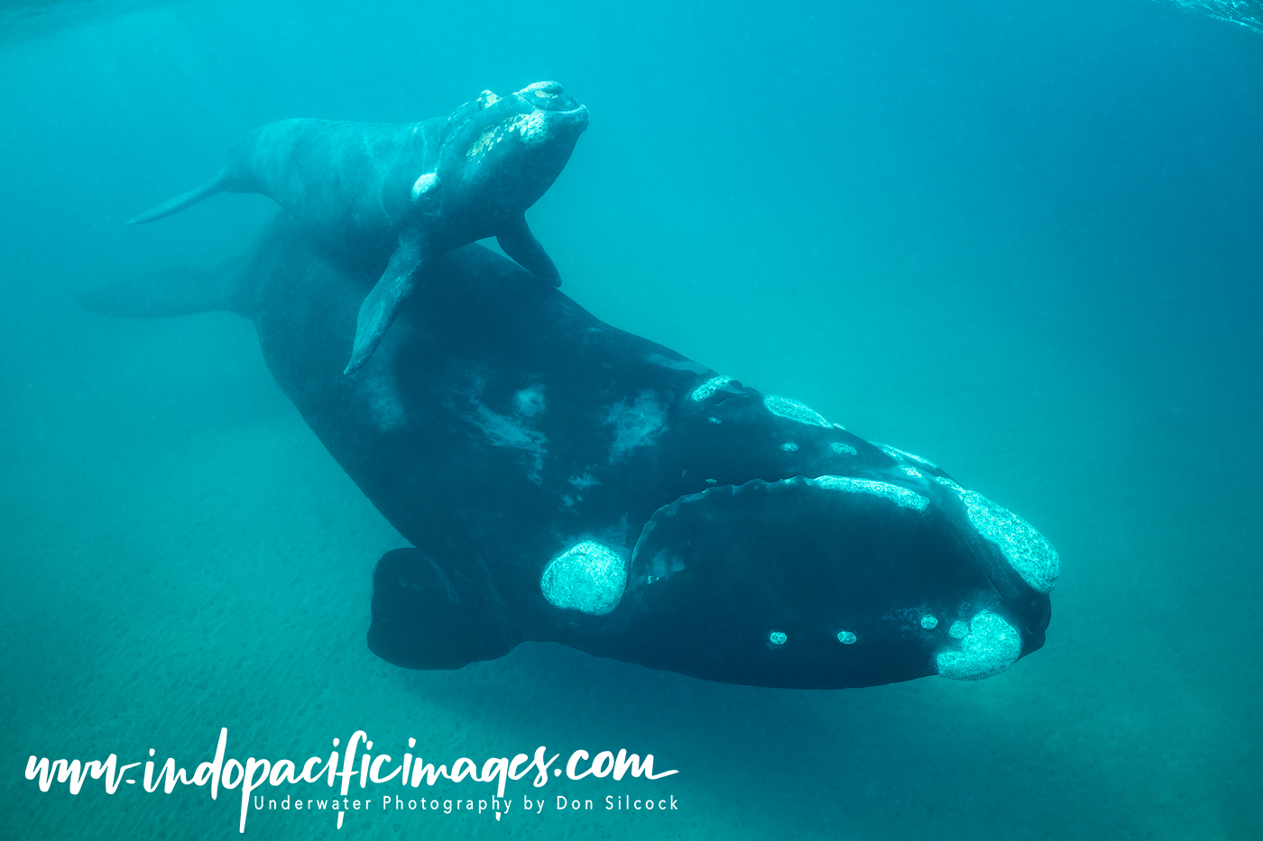 Southern Right Whales of Peninsula Valdés