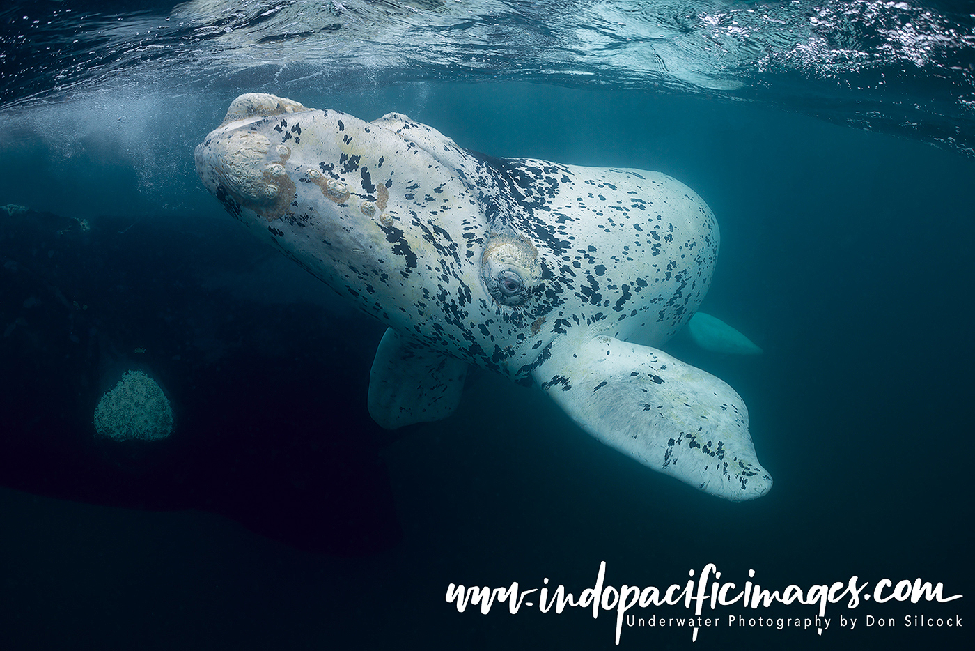 Southern Right Whales of Peninsula Valdés