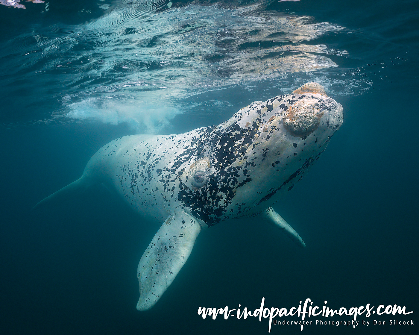 Southern Right Whales of Peninsula Valdés