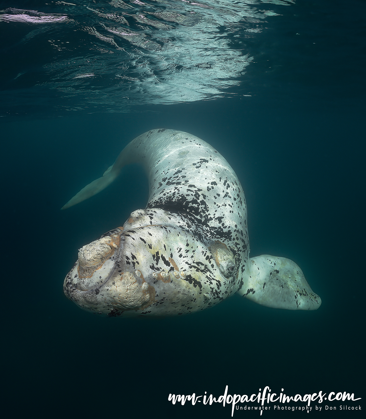 Southern Right Whales of Peninsula Valdés