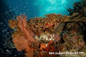 Diving Cape Kri