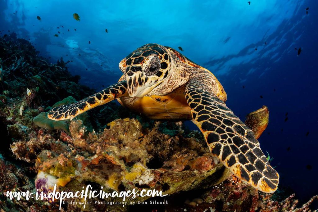 Diving New Britain's Fathers Reefs