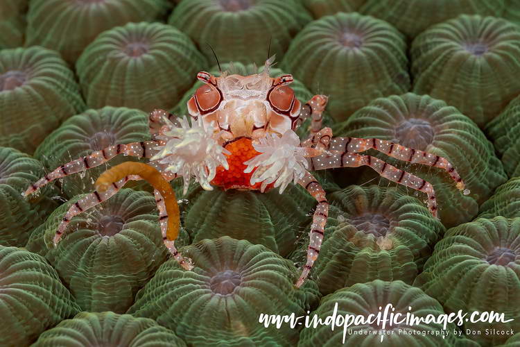 Diving New Britain's Fathers Reefs