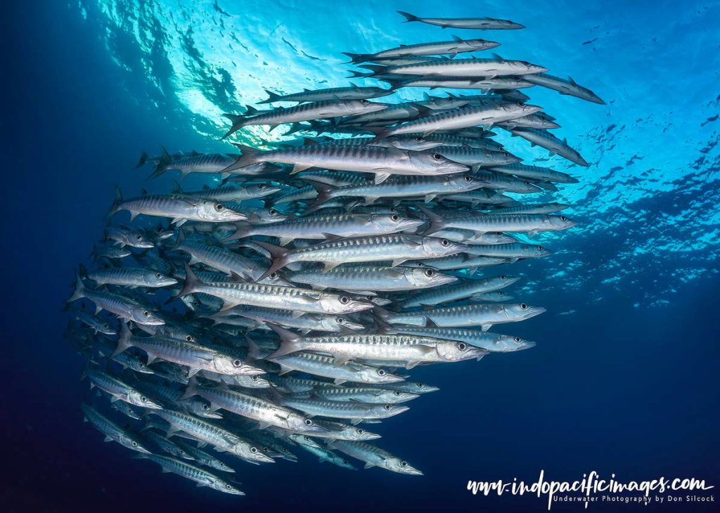 Diving New Britain's Fathers Reefs
